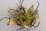 Mutation 4/11. Almost green