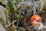 Mutation 7/11. Forest Gloriosa (détail)